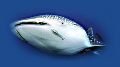 si tu veux voir des requins baleines, va plonger à koh tao, samui, parc national marin de ang thong, sud-est de la thailande